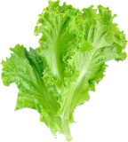 salad leaf